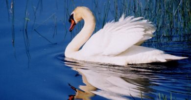 Photo of a swan gliding over reflective water